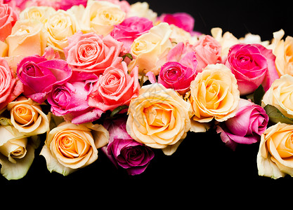 边框玫瑰豪华粉红色米色玫瑰边界的黑色背景粉红色米色玫瑰边框背景