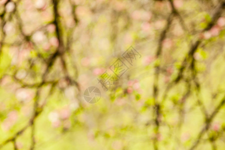 苹果树的枝条粉红色的花,自然开花的季节春天背景模糊背景版本苹果树的树枝图片