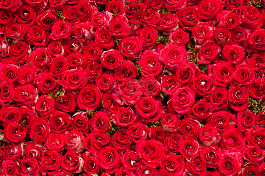 红色玫瑰背景,婚礼图案红色玫瑰背景图片