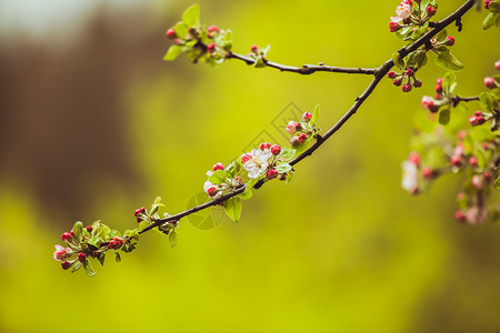 苹果树的枝条粉红色的花,自然开花的季节春天背景绿色背景上苹果树的树枝背景图片