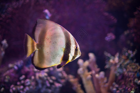 珊瑚花园海底世界珊瑚礁异国情调的热带鱼背景