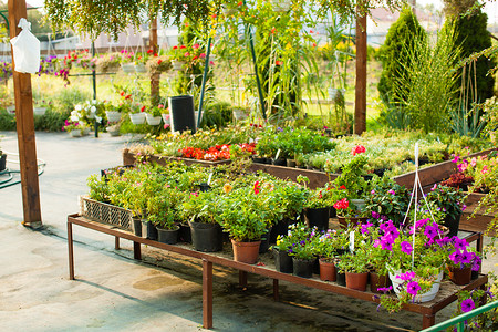 土肥圆矮矬穷温室里的花盆里的花,花园市场绿色房子里的花背景