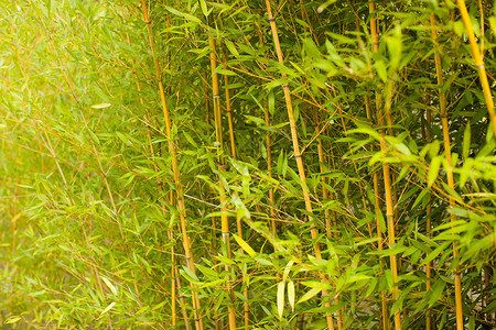 墙的绿色竹茎个放松平的背景绿色的竹茎背景图片