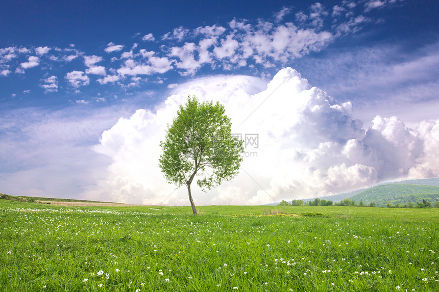 棵树蓝天上的大云上孤独宁静的风景蓝天上的树图片