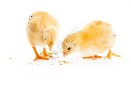两只同的小鸡啄小米,孤立白色可爱的小妞高清图片