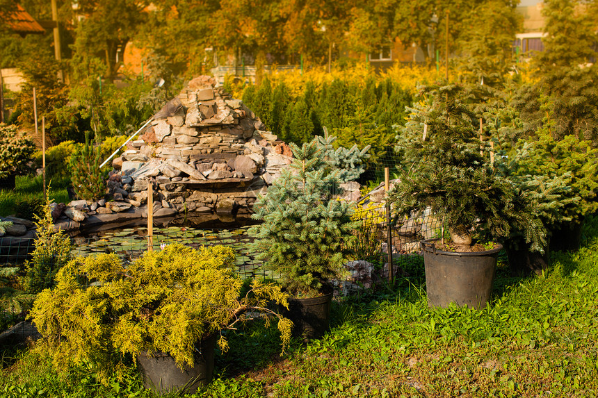 各种常绿植物,用于美化假山英镑户外花园市场图片