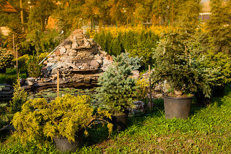 各种常绿植物,用于美化假山英镑户外花园市场背景图片
