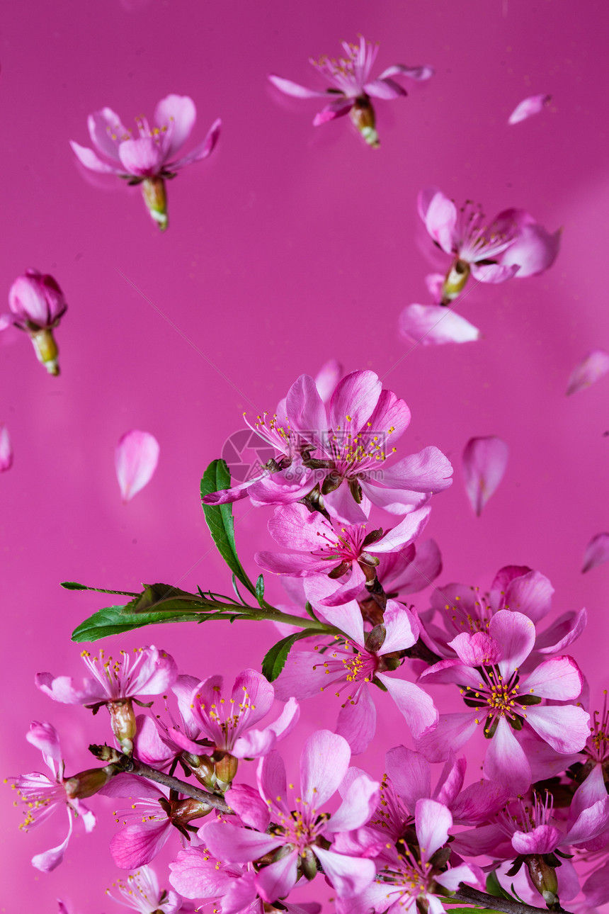 美丽的花朵春花爆炸粉红色的背景春天开花爆炸图片