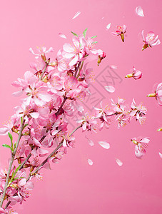 美丽的花朵春花爆炸粉红色的背景春天开花爆炸背景图片