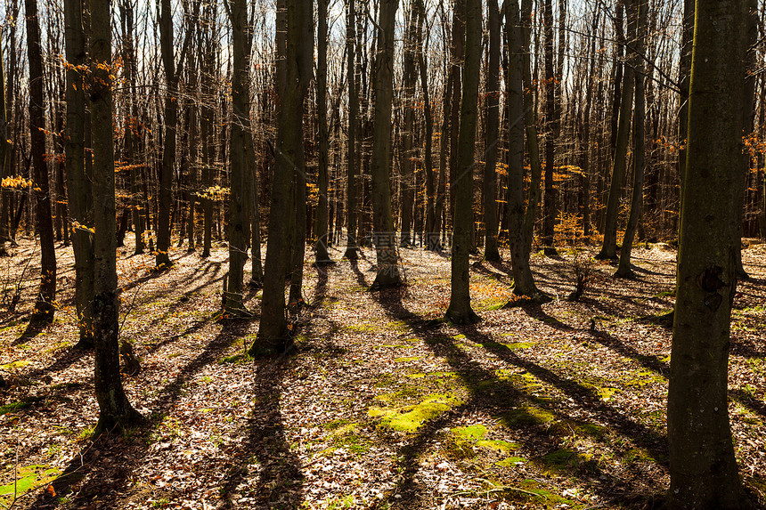 秋天森林里裸露的树木,简单而生动的图片秋林晴朗的日子里图片