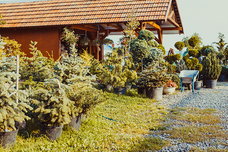 各种常绿植物,用于园林绿化假山户外花园市场图片