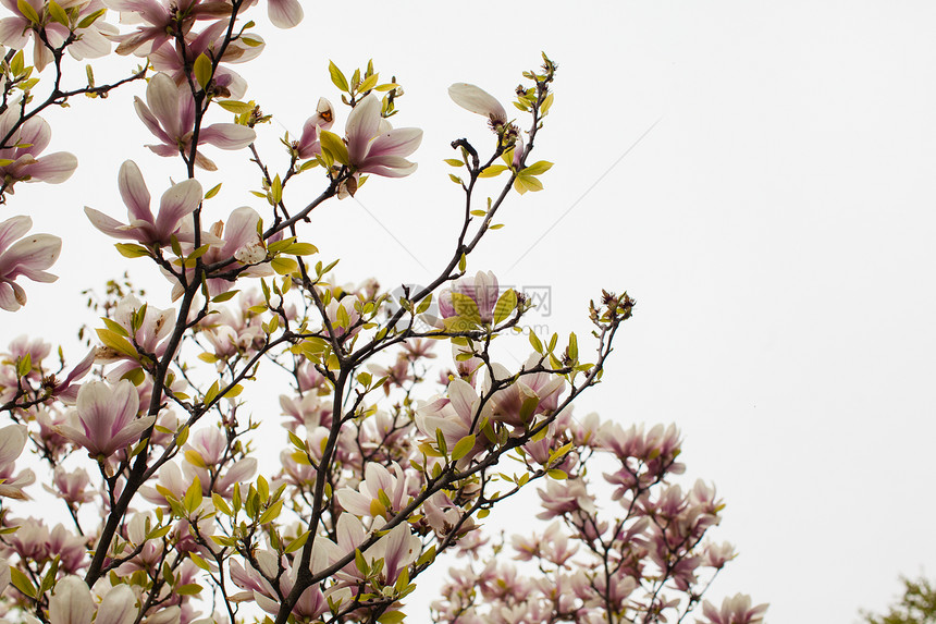 美丽盛开的玉兰树粉红色春天开花玉兰百合图片