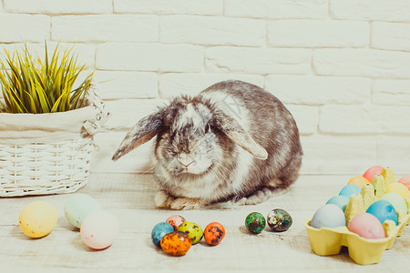 复活节兔子鸡蛋青草家里复活节兔子家里图片
