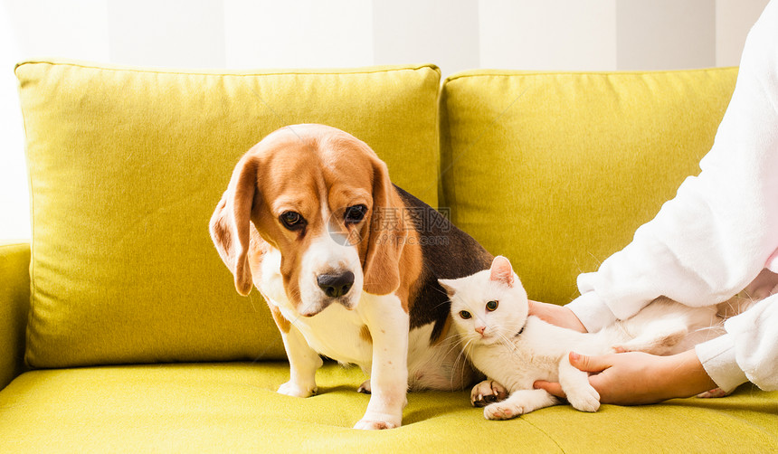 狗坐格里布沙发上,猫躺女孩旁边动物躺沙发上图片