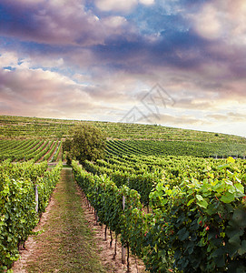 美丽的葡萄园日落南欧日落时美丽的葡萄园高清图片