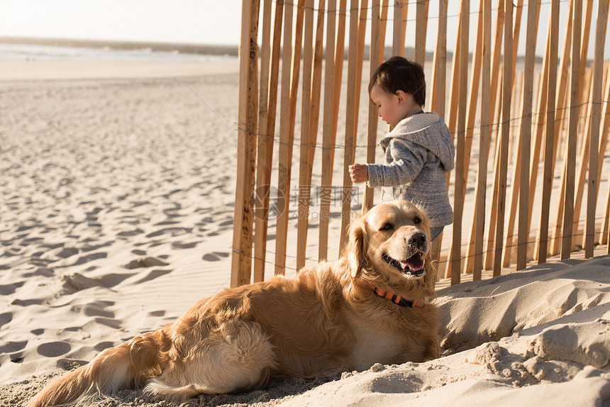 蹒跚学步的孩子狗海滩上蹒跚学步的孩子海滩上狗玩图片