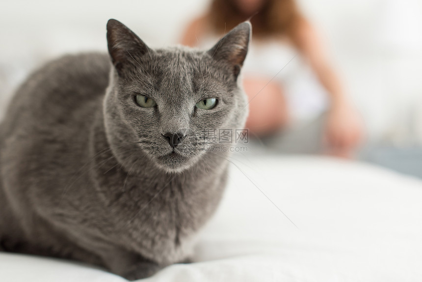 猫母亲接近猫与孕妇的背景图片