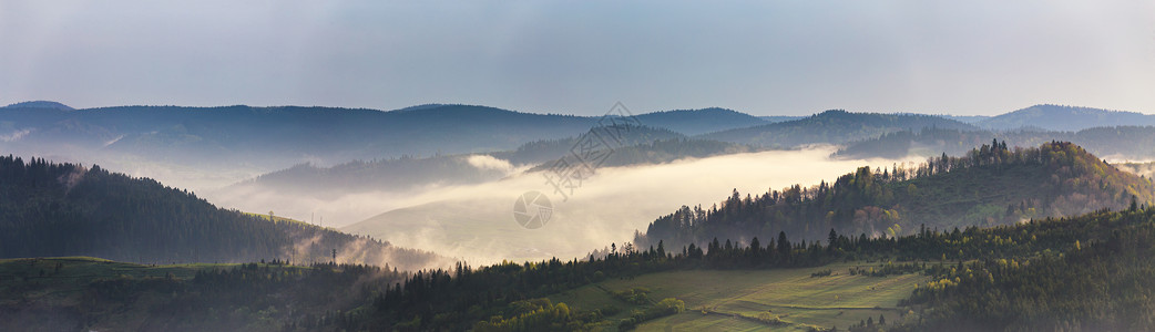 春山全景早上山上雾的森林背景图片