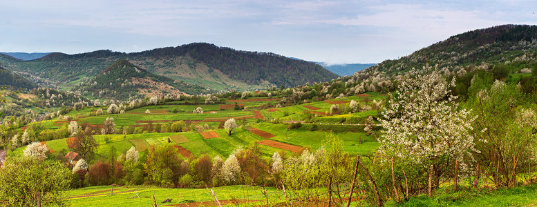 春山全景景观山谷里盛开的树木苹果园山上开花美丽的春天,喀尔巴阡山脉塔特拉斯山脉的全景与盛开的树木背景图片