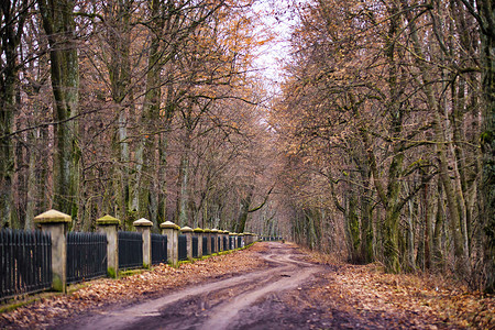 旧公园的秋季景观,雾霾泥土路森林中的乡村道路乡村秋季景观图片