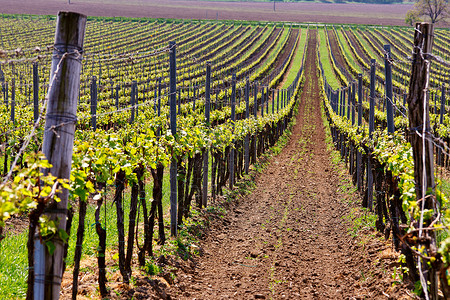 排排葡萄园葡萄藤春天的景观与绿色葡萄园捷克共国南莫拉维亚的葡萄葡萄园图片