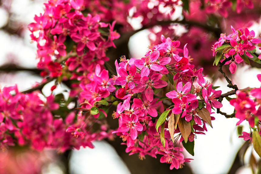 开花树红春花特写春天红芽开花的照片自然背景上开花树图片