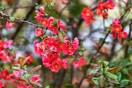 开花树红春花特写春天红芽开花的照片自然背景上开花树图片