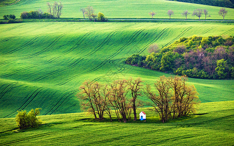 绿色的捷克莫拉维亚可耕地背景图片