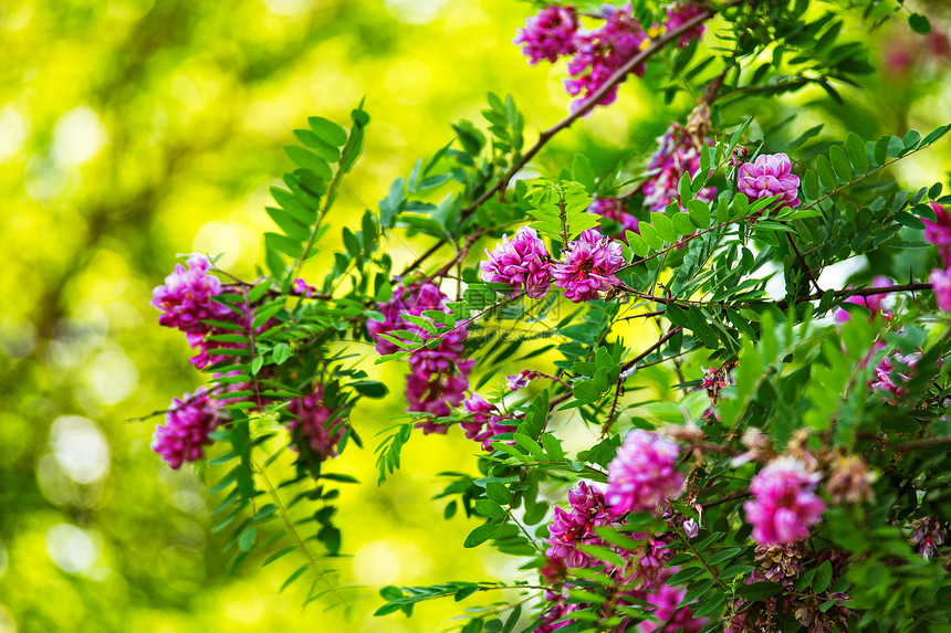 紫色相思树盛开的背景粉红色的罗比尼亚花靠近紫罗兰刺槐开花紫色的相思树盛开粉红色的罗比尼亚花图片