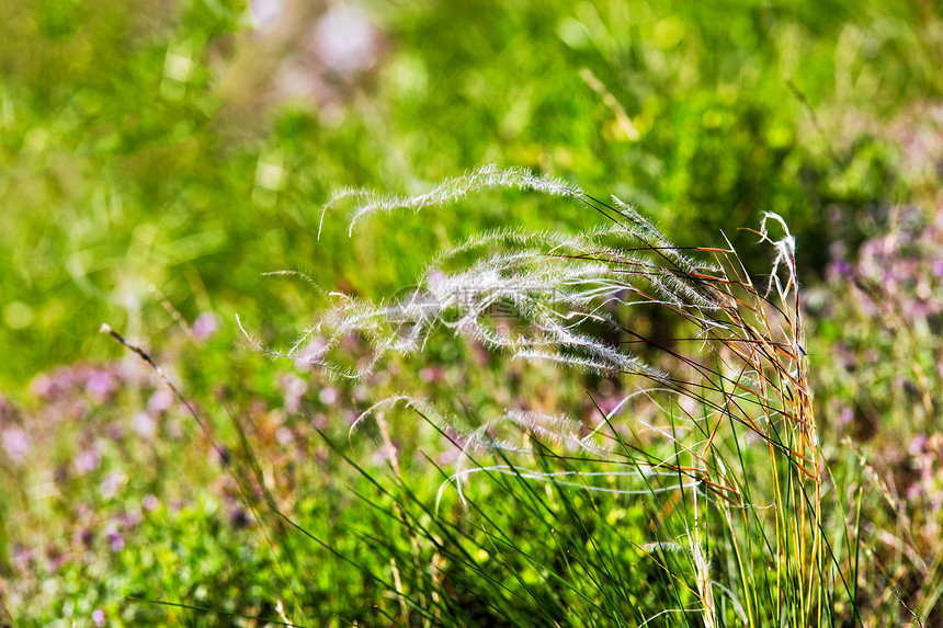 春天的风景,羽毛草的田野炎热的夏天闷热的日子里垫草炎热的夏天闷热的日子里垫草羽毛草的田野图片