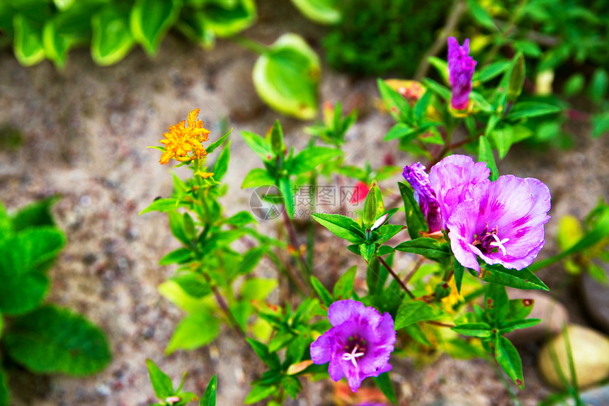 奇异多花丛种粉红色的花七叶草,七叶草,植物科开花植物的个属奇异多花植物接近种粉红色的花图片