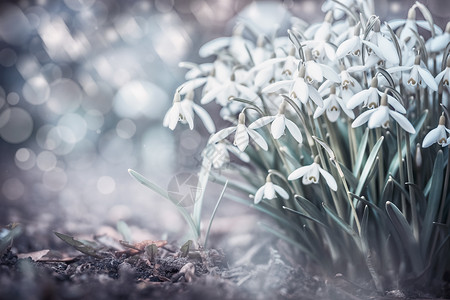户外自然背景下,sprig雪滴花,花园公园森林中,正景色春天的图片