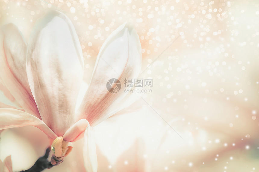 粉彩玉兰花春天的自然背景图片