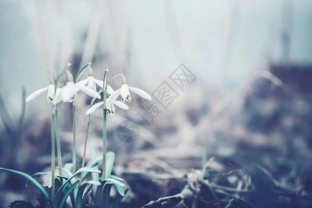 雪滴花,春天的时候户外自然柔的颜色背景图片