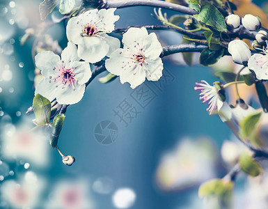 春季自然背景与近景樱花蓝色背景,框架春季户外自然图片
