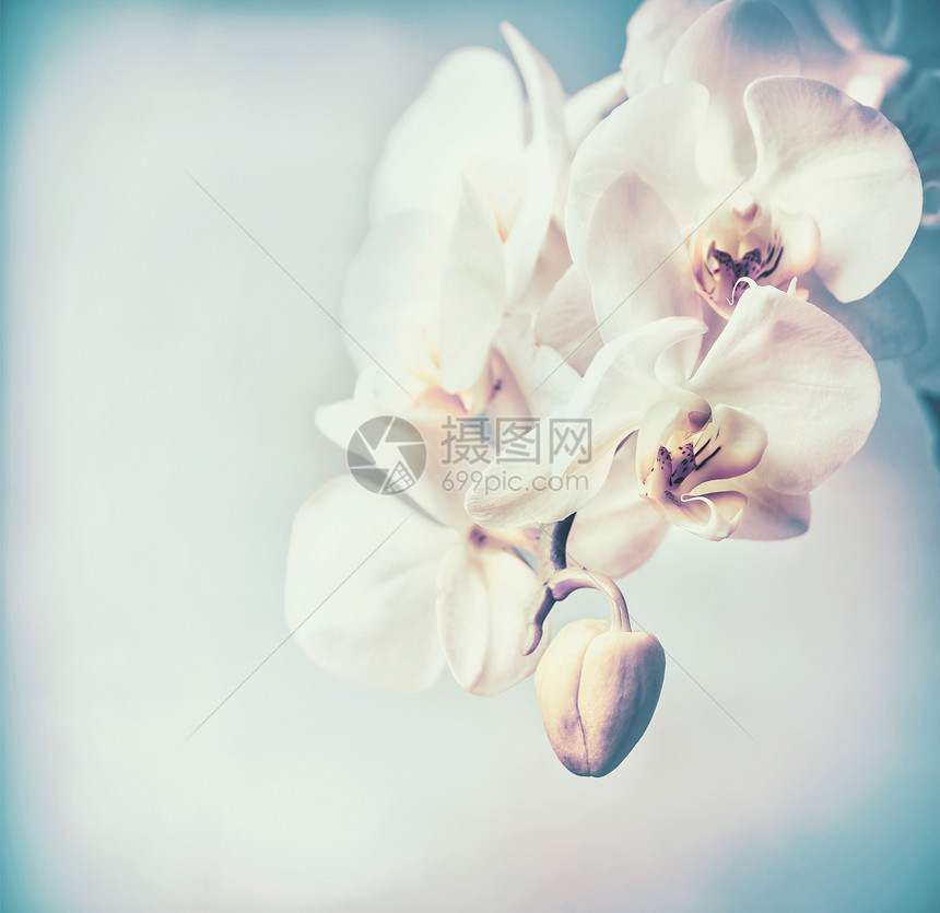 白色兰花花粉彩蓝色背景,图片