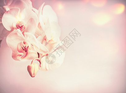 美丽的兰花花粉红色苍白的背景与波基背景图片