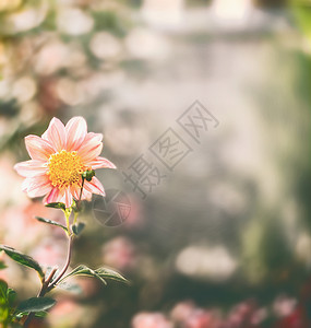 夏季自然背景与花博克鲜花花园背景图片