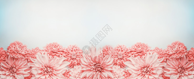 白色花朵边框淡蓝色背景上的粉红色花朵横幅边框,顶部视图花卉布局,模拟模板背景