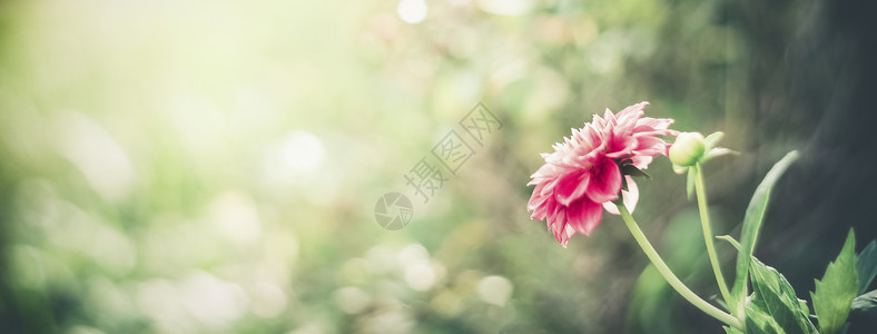 夏天的自然背景与粉红色的花博克花卉花园模板横幅背景图片