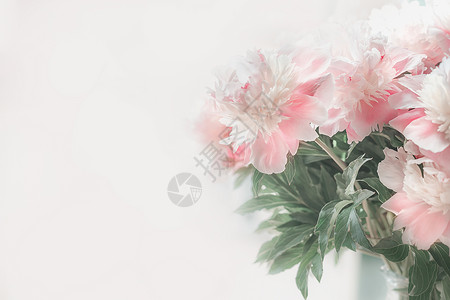 淡背景的粉白色牡丹柔的焦点花卉边框布局图片