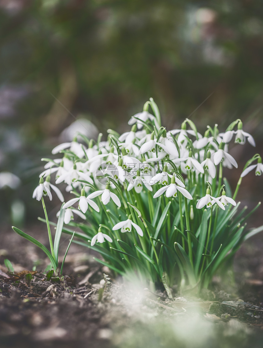 滴雪滴花园床上,户外春天的花春天的自然背景复古色调图片
