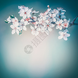 樱花背景,白花绽放绿松石模糊的自然花树上开花高清图片