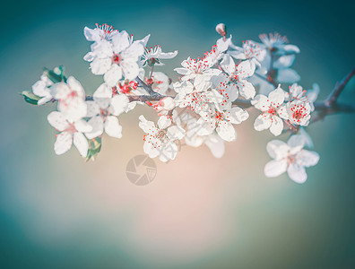 樱花盛开,白花绽放,红色雄蕊绿松石模糊的自然背景图片