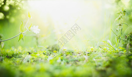 阳光明媚的夏季背景,绿草如茵,阳光明媚,波克图片
