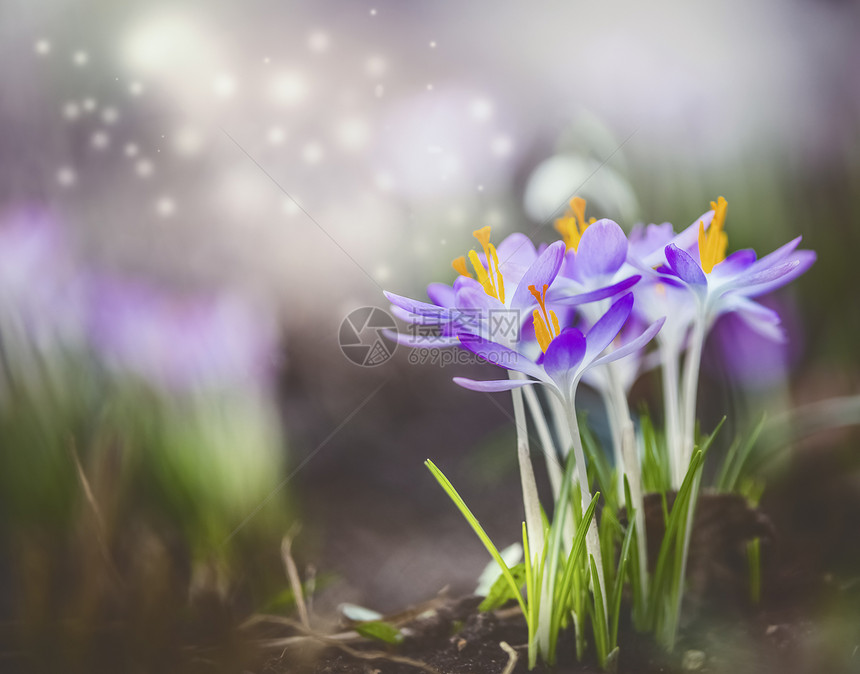 美丽的春天自然背景与紫色番红花盛开波克梦幻的软焦点效果图片