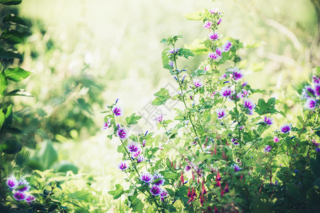 美丽的紫色冬青花夏季花园,户外自然背景图片