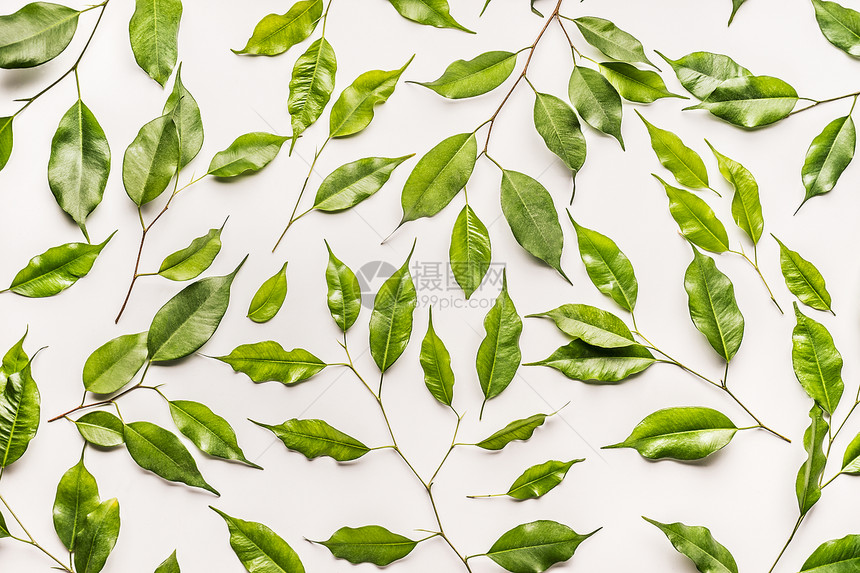由绿叶制成的植物图案,白色背景上的枝条平躺,俯视图片