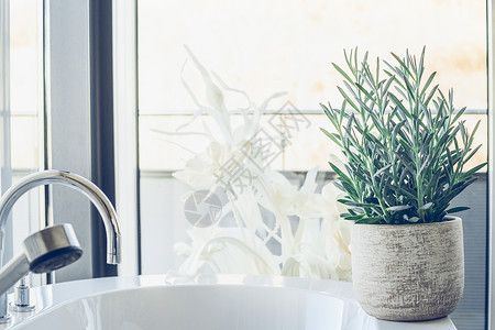 软管植物肉质蛇蓝色粉笔浴室,山雀背景图片