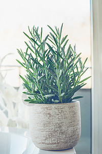房子植物肉质的Senecio蛇蓝色粉笔白色锅窗口背景,图片